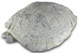 Fossil Tortoise (Testudo) Shell - South Dakota #265288-1